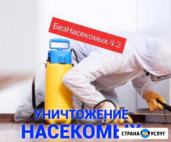 Уничтожение тараканов, клопов, муравьев Ленинск-Кузнецкий - изображение 1