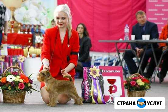 Услуги Хендлера (показ собаки на выставке) Нижний Тагил - изображение 1