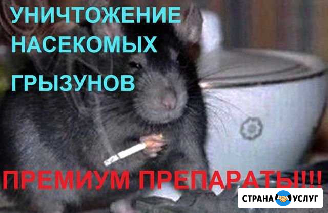 Уничтожение насекомых грызунов плесени запахов Тверь - изображение 1