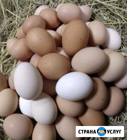 Яйцо домашних курочек Павлово - изображение 1
