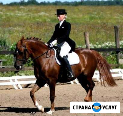 Верховая езда, прогулки на лошадях, выступления, п Красный Бор - изображение 1