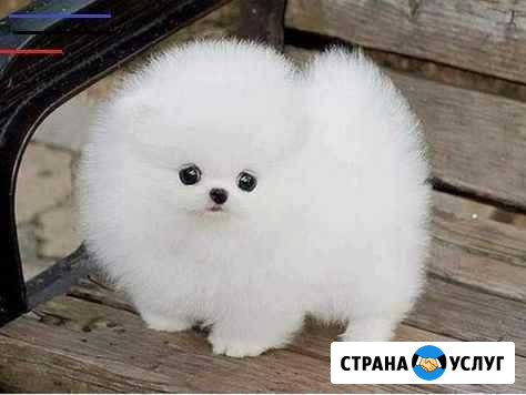 Выгул собак и кошек Белебей - изображение 1