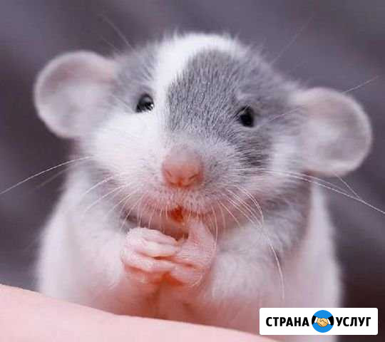 Передержка грызунов Березники - изображение 1