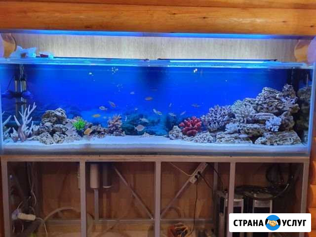 Обслуживание и установка аквариумов Курск - изображение 1
