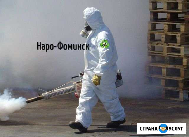 Уничтожение Клопов Тараканов Блок Муравьев Наро-Фоминск - изображение 1