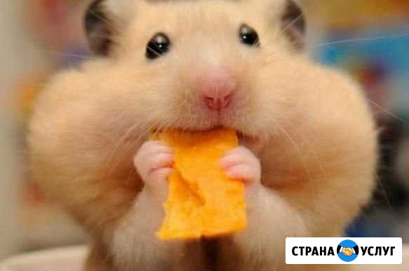 Передержка хомячков Сургут - изображение 1