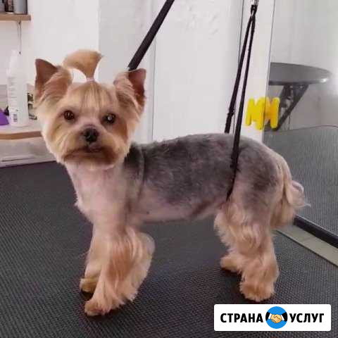 Стрижка собак и кошек, ультразвуковая чистка зубов Балашиха - изображение 1