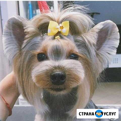 Стрижки собак и кошек.Чистка зубов Кудымкар - изображение 1
