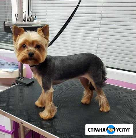 Стрижка кошек и собак Дзержинск - изображение 1
