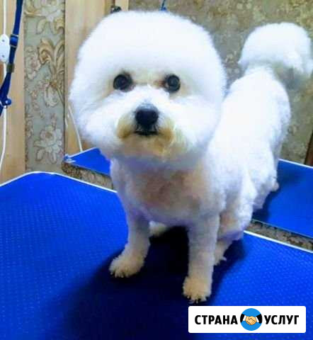 Стрижка собак Набережные Челны - изображение 1