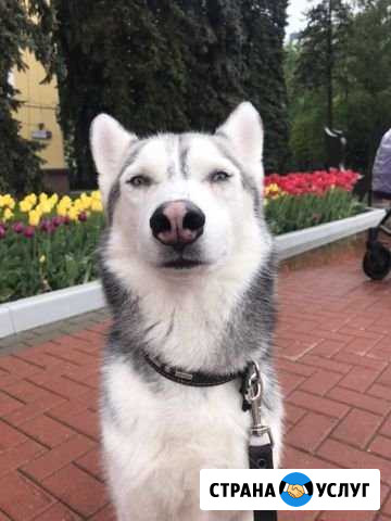 Хаски для фотосессии Тверь - изображение 1