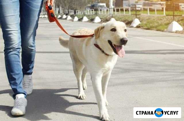 Выгул собак Кандалакша - изображение 1