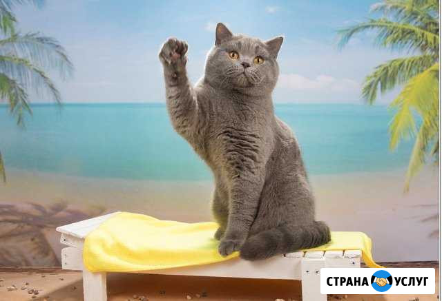 Вязка с шотландскими котами (страйты и фолды) Москва - изображение 1
