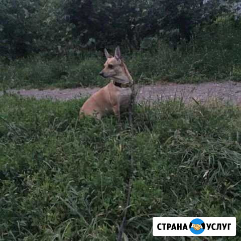 Вязка Чебоксары - изображение 1