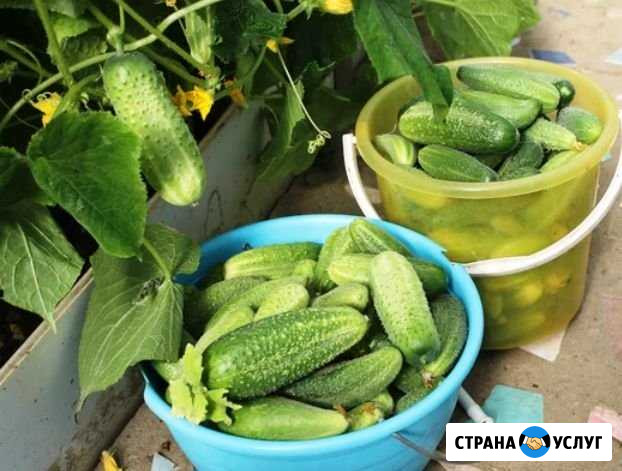 Ведро 5л.огурцов Железногорск - изображение 1