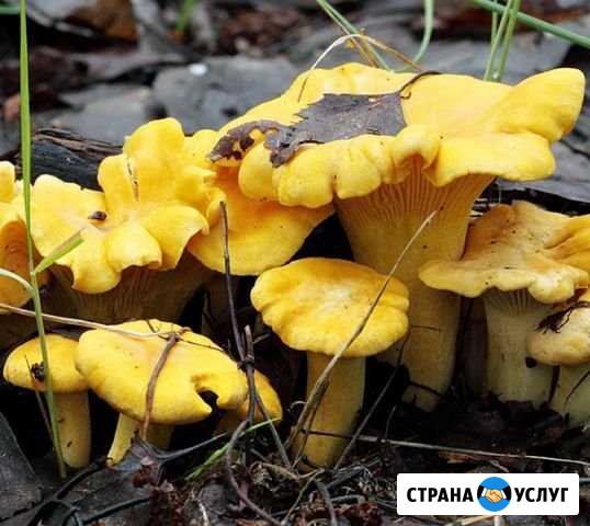Продам лисички Пермь - изображение 1