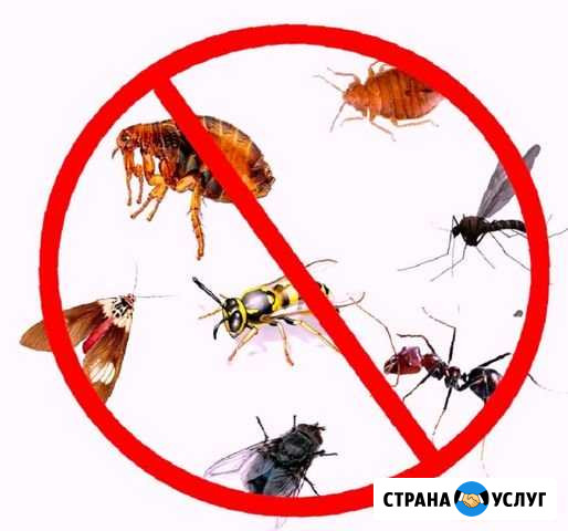 Устранение тараканов, клопов, мышей, блох, крыс Ялта - изображение 1