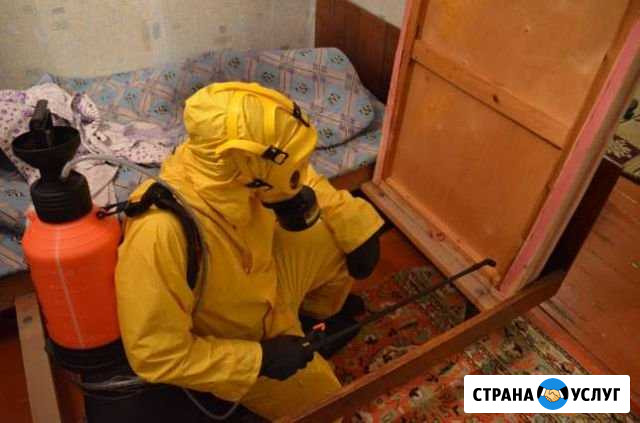 Уничтожение клопов, тараканов Барнаул - изображение 1