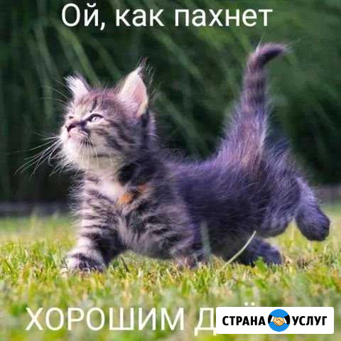 Передержка животных Балаково - изображение 1
