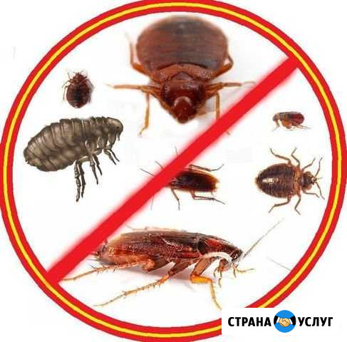 Уничтожение насекомых,клопов,тараканов,блох Ярославль - изображение 1