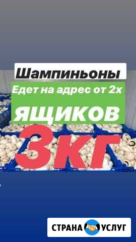 Шампиньоны и вешенки Оренбург - изображение 1