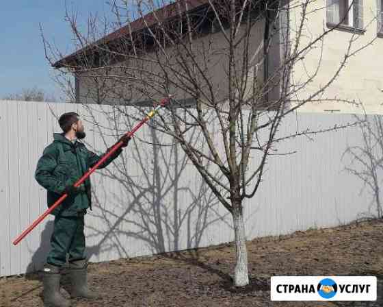 Обрезка плодовых деревьев Москва