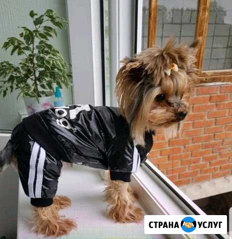 Йоркширский терьер вязка Сарапул - изображение 1