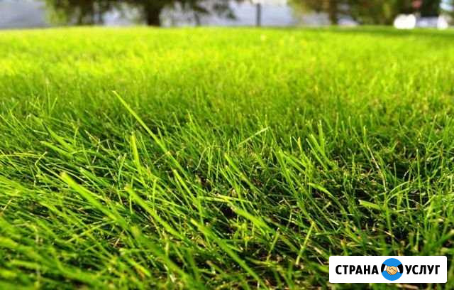 Правильный посев и покос газонов Воронеж - изображение 1