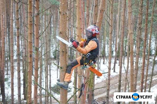 Удаление деревьев Красногорск - изображение 1