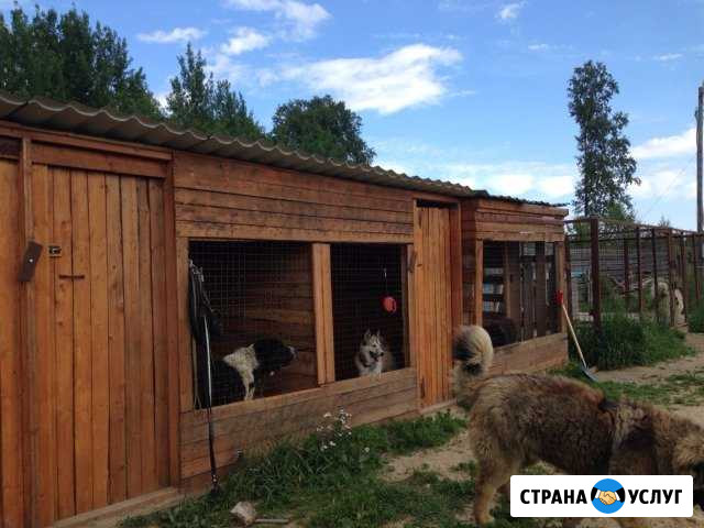 Гостиница для собак Петрозаводск - изображение 1