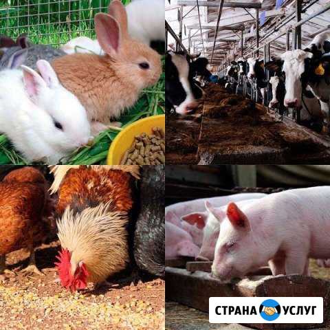 Комбикорма для с/х животных Владимир - изображение 1