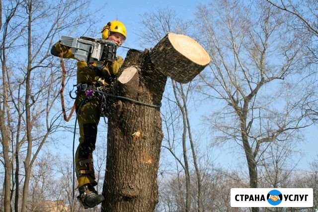 Спил деревьев Саранск - изображение 1