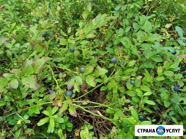 Свежие ягоды Череповец - изображение 1