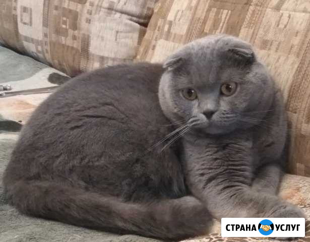 Вислоухий кот. Вязка Брянск - изображение 1