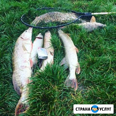 Рыбалка форель, карп, щука Муром - изображение 1
