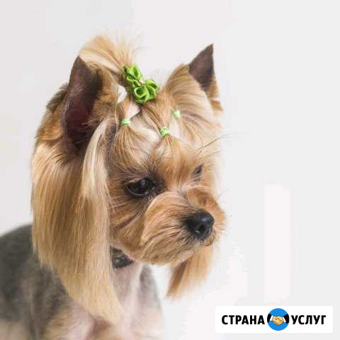 Приглашаем на вязку,Йорик мини,юсас,док-ты РКФ Калининград - изображение 1