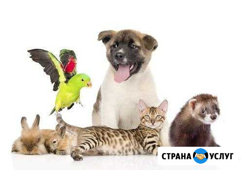 Передержка животных на время отпуска и отъезда Петропавловск-Камчатский - изображение 1