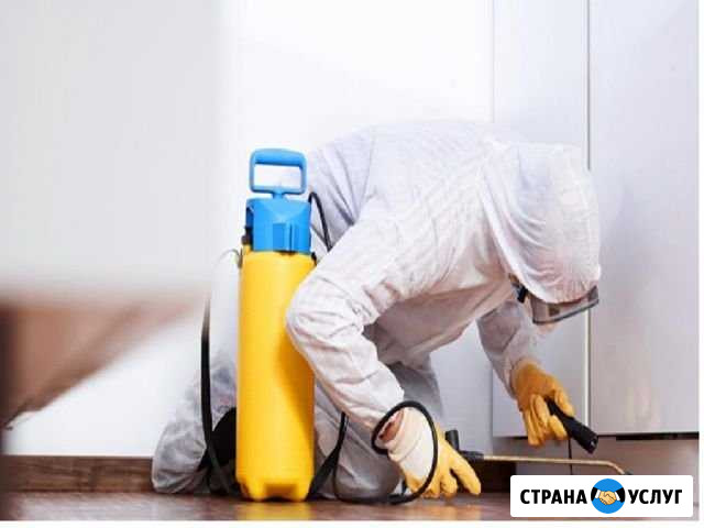 Уничтожение тараканов, клопов. Гарантия Норильск - изображение 1