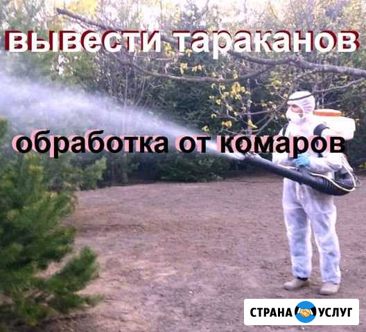 Обработка от комаров, тараканов, мышей. Гарантия Санкт-Петербург - изображение 1
