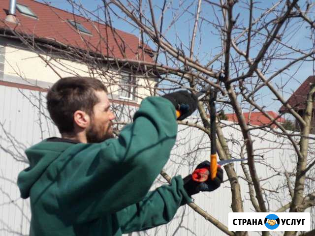 Обрезка плодовых деревьев Москва - изображение 1