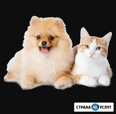 Стрижка котов,собак, чистка зубов Волгодонск - изображение 1