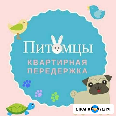 Домашняя передержка с комфортом и лаской Санкт-Петербург - изображение 1