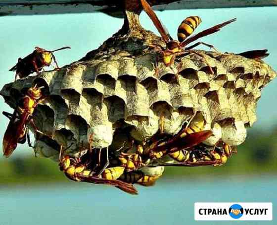 Уничтожение насекомых: клопы шершни тараканы клещи Новодвинск