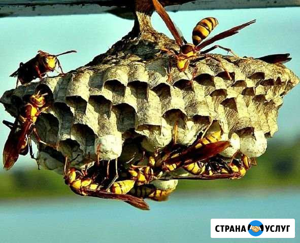 Уничтожение насекомых: клопы шершни тараканы клещи Новодвинск - изображение 1