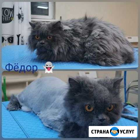 Стрижка кошек опытным грумером Ростов-на-Дону - изображение 1