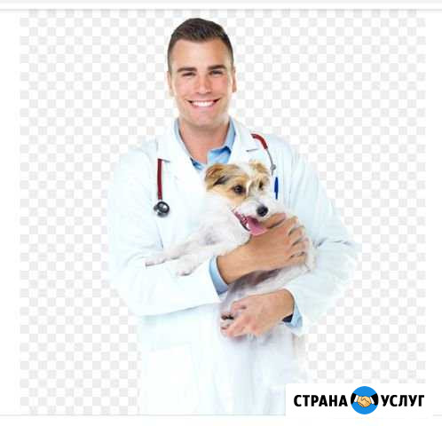 Консультация ветеринарного специалиста Владимир - изображение 1
