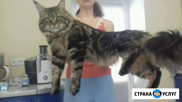 Вязка кот Мейн кун Энгельс - изображение 1
