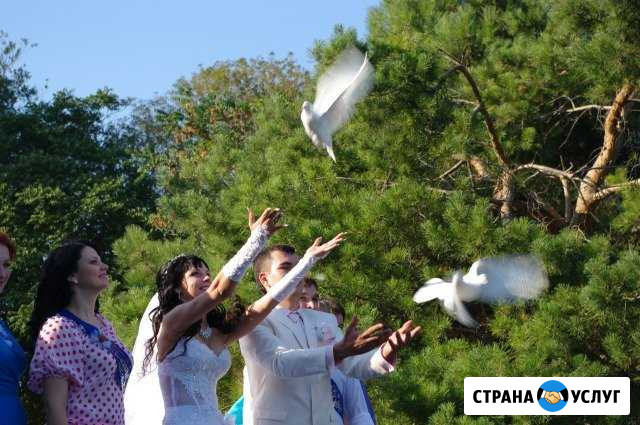 Видеосъёмка и Белые Голуби Таганрог - изображение 1