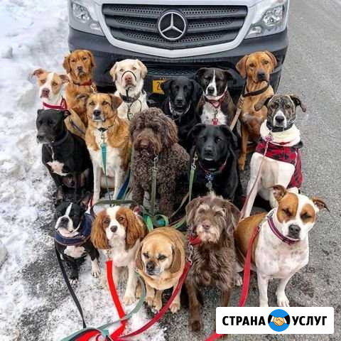 Выгул собак Красноярск - изображение 1