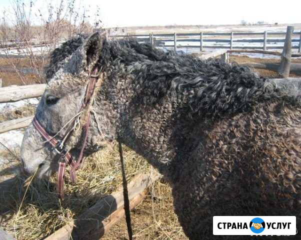 Фотоссесии с необычными лошадьми Зеленоград - изображение 1